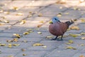 Red Collared Dove standing on cement tile floor surrounding by dried leaves