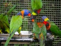 Red collared lorikeet Trichoglossus rubritorquis face side view and other lorikeets, seated on metal food plate