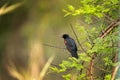 red collared widowbird, euplectes ardens Royalty Free Stock Photo
