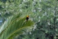 Red-collared widowbird, in Namibia Royalty Free Stock Photo
