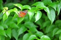 Red Collie butterfly on green leaves