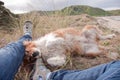 Red collie dog lying beside owner's legs at a beach Royalty Free Stock Photo