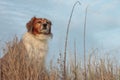 Red collie type dog in ammophila marram grass at b Royalty Free Stock Photo