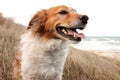 Red collie type dog in ammophila marram grass at b Royalty Free Stock Photo