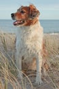 Red collie type dog in ammophila marram grass at b