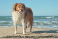 Red collie type dog standing on sand at a surf bea