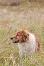 Red collie type farm sheep dog in long grass