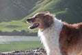 Red collie type farm sheep dog standing by coastal