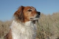 Red collie type farm sheep dog standing on sand du