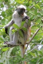 Red colobus - endemic of Zanzibar Royalty Free Stock Photo