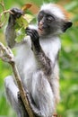 Red colobus - endemic of Zanzibar Royalty Free Stock Photo