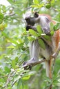 Red colobus - endemic of Zanzibar Royalty Free Stock Photo