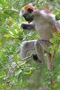 Red colobus - endemic of Zanzibar Royalty Free Stock Photo