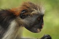 Red colobus monkey