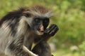 Red colobus monkey eats a piece of charcoal Royalty Free Stock Photo