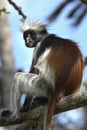 Red colobus monkey from Jozani forest, zanzibar. Royalty Free Stock Photo