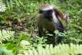 Red Colobus monkey, Jozani forest, Zanzibar Royalty Free Stock Photo