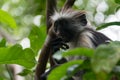 Red Colobus monkey, Jozani forest, Zanzibar Royalty Free Stock Photo