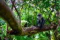 Red Colobus Monkey, Jozani Forest, Zanzibar - Endangered Species Royalty Free Stock Photo