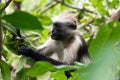 Red Colobus monkey, Jozani forest, Zanzibar Royalty Free Stock Photo