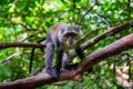 Red Colobus Monkey, Jozani Forest, Zanzibar - Endangered Species Royalty Free Stock Photo