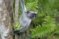 Red Colobus monkey, Jozani Forest, Zanzibar, Tanzania Royalty Free Stock Photo