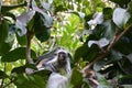 Red colobus monkey in Jozani NP, Zanzibar Royalty Free Stock Photo