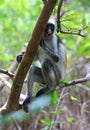 Red Colobus monkey look from tree Royalty Free Stock Photo