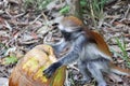 Red colobus monkey playing with fruit in Jozani forest national park