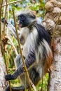 Red Colobus Monkey in tree