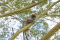 Red Colobus Monkey in a Tree Royalty Free Stock Photo