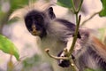 Red Colobus Monkey