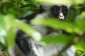 Red colobus monkey in Zanzibar, Tanzania