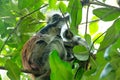 Red colobus Piliocolobus kirki monkey on the deposed wood , Jozani forest, Zanzibar Royalty Free Stock Photo