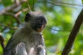 Red colobus