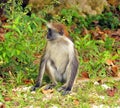 Red colobuses are primarily arboreal and are highly sensitive to hunting and habitat destruction