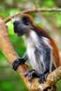 Red colobuses are primarily arboreal and are highly sensitive to hunting and habitat destruction