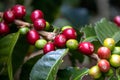 Red Colombian Fairtrade Coffee Cherries