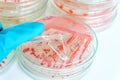 Red colony of becteria in petridish Royalty Free Stock Photo