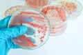 Red colony of becteria in petridish Royalty Free Stock Photo