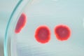 Red colony in petridish Royalty Free Stock Photo