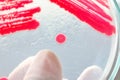 Red colony in petridish Royalty Free Stock Photo