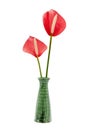 Red color anthurium flower in green ceramic vase isolated n white background Royalty Free Stock Photo