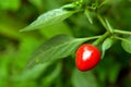 Red color chilli green background