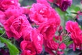 Beautiful red climbing roses in the summer garden Royalty Free Stock Photo