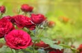 Red Roses. Beautiful red climbing roses in the summer garden. Summer background Royalty Free Stock Photo