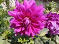 red color dahlia flower with beautiful petal