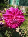 Red color dahlia flower in garden