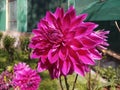 red color dahliya flower in garden