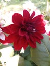 red color dahliya flower in garden